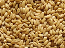 当季新鲜小麦 稳定高产小麦